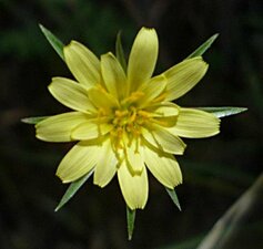 Uropappus lindleyi flower